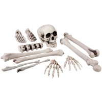 Skelette