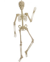 Skelett nachtleuchtend 150cm